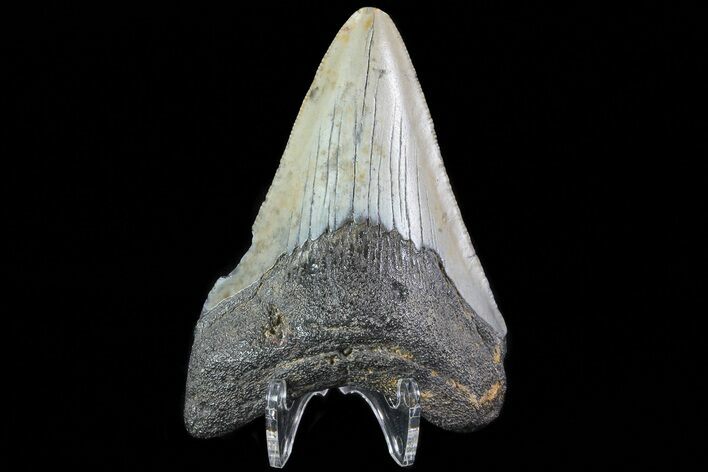 Fossil Megalodon Tooth - North Carolina #80835